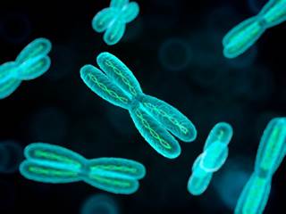 Chromosomal instability also resulted in parallel evolution of amplifications in CDK4, FOXA1, and BCL11A. Chromosomal instability also resulted in parallel evolution of amplifications in CDK4, FOXA1, and BCL11A.