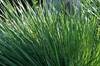 Grass Pollen Tablet Approved for Younger Patients With Grass Pollen Allergy Grass Pollen Tablet Approved for Younger Patients With Grass Pollen Allergy