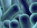 Atorvastatin Improves Quality of Life in Patients With Bronchiectasis Atorvastatin Improves Quality of Life in Patients With Bronchiectasis