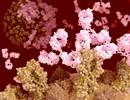 Influenza Vaccine 2017-2018: Updates From the CDC Influenza Vaccine 2017-2018: Updates From the CDC