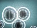 Cystic Fibrosis-Related Pathogen Risk With Chronic Azithromycin Use Cystic Fibrosis-Related Pathogen Risk With Chronic Azithromycin Use