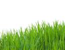 Immunotherapy With Grass Allergen Peptides Reduced Seasonal Allergy Symptoms Immunotherapy With Grass Allergen Peptides Reduced Seasonal Allergy Symptoms