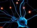 Lung Function Impairment Level in COPD Not Related to Cognitive Impairment Lung Function Impairment Level in COPD Not Related to Cognitive Impairment
