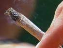 Smoking Marijuana May Increase Cough, Sputum Production, and Wheezing Smoking Marijuana May Increase Cough, Sputum Production, and Wheezing