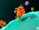 Cytokine Profiles of Pregnant Women Predict Asthma in Children Cytokine Profiles of Pregnant Women Predict Asthma in Children