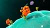 Cytokine Profiles of Pregnant Women Predict Asthma in Children Cytokine Profiles of Pregnant Women Predict Asthma in Children