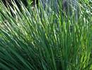 Asthma Hospitalization Risk in Children From Grass, Weed, and Other Pollens Asthma Hospitalization Risk in Children From Grass, Weed, and Other Pollens
