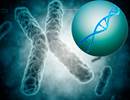 Shorter Telomeres May Predict Poor Outcomes in COPD Shorter Telomeres May Predict Poor Outcomes in COPD