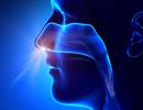 Nasal Microbiota Changes Linked to Obstructive Sleep Apnea, Inflammation Nasal Microbiota Changes Linked to Obstructive Sleep Apnea, Inflammation