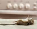 Pest Allergies in Urban Adolescents Exacerbate Poorly Controlled Asthma Pest Allergies in Urban Adolescents Exacerbate Poorly Controlled Asthma