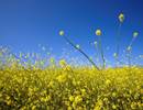 Common Ragweed Projected to Expand in Northeastern United States Common Ragweed Projected to Expand in Northeastern United States