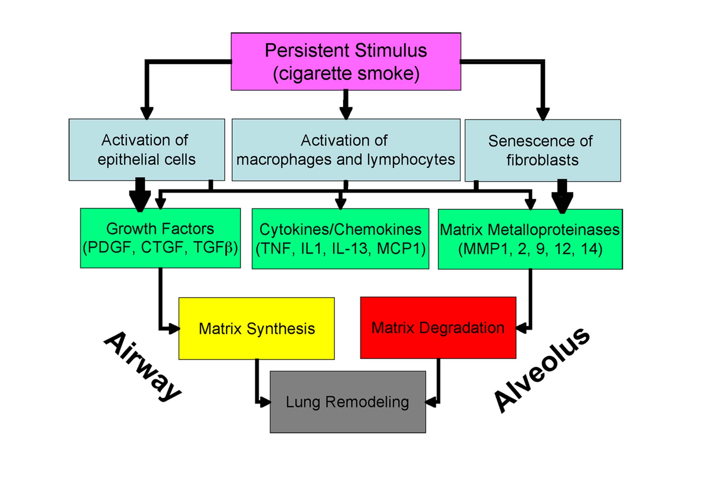 Copd Pathogenesis Epidemiology And The Role Of Cigarette Smoke